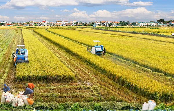 Le Vietnam renforce ses relations économiques avec l'Égypte ảnh 1