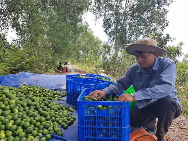 La lime du Vietnam à la conquête du marché japonais ảnh 1