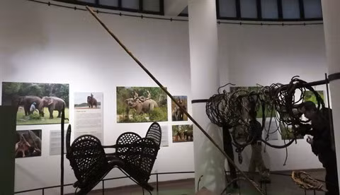 Les éléphants des Hauts Plateaux du Centre stars d’une exposition à Hanoi ảnh 2