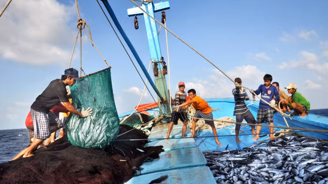L’UE avance des recommandations sur la pêche INN ảnh 1
