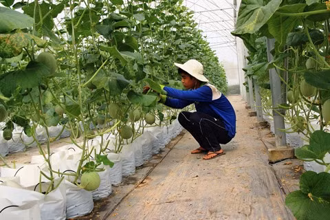 Un Professeur belge donne son expertise sur l’agriculture high-tech du Vietnam ảnh 2