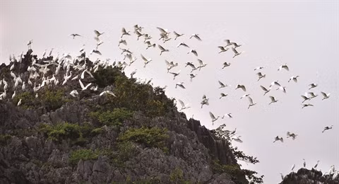 Vân Long ou «la baie sans vagues» ảnh 1