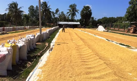 Plus de 45 millions de tonnes de riz produits en 2015 ảnh 1