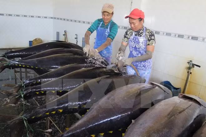 Pêche au thon : don du Japon pour Binh Dinh ảnh 1