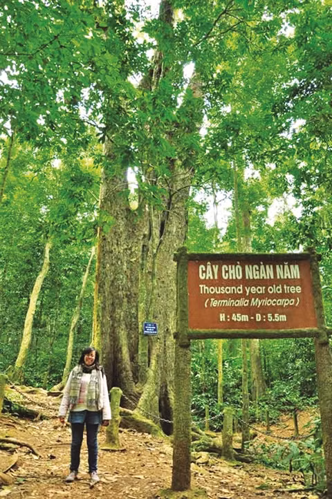 Parc national de Cuc Phuong, la biodiversité grandeur nature ảnh 3
