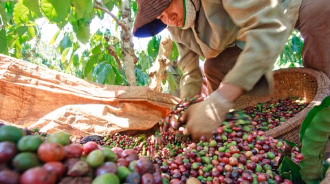 Baisse des exportations de produits agro-sylvicoles et aquatiques en dix mois ảnh 1