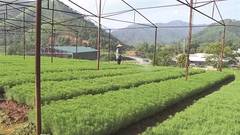 Quang Ninh œuvre pour la biodiversité ảnh 1 Quang Ninh œuvre pour la biodiversité ảnh 1