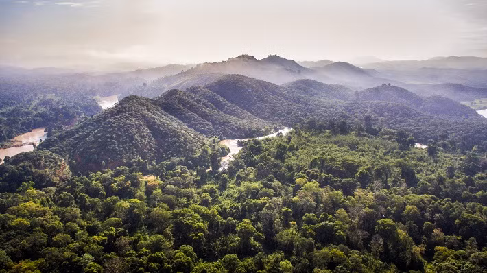 La couverture forestière du Vietnam en hausse en 2021 ảnh 1