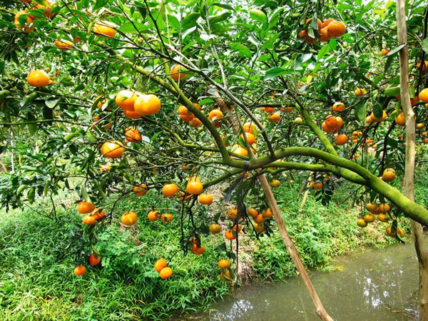 Lai Vung, le royaume des "mandarines roses" ảnh 1
