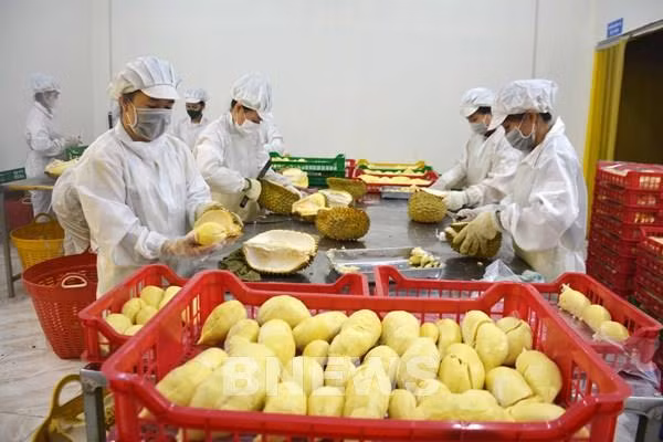 Les exportations de fruits et légumes en forte hausse ảnh 1