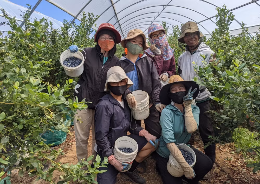 L’Australie ouvre ses portes aux travailleurs agricoles vietnamiens ảnh 1
