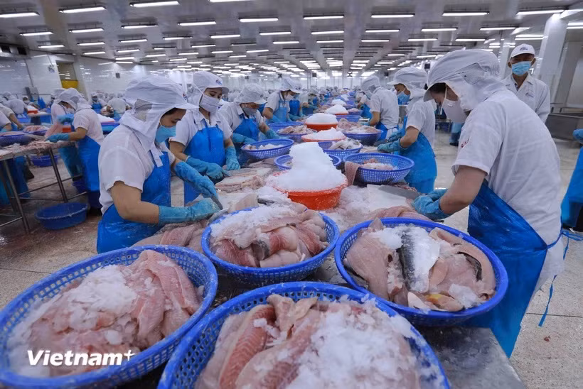Pour le développement durable et l’intégration de la pêche vietnamienne ảnh 1