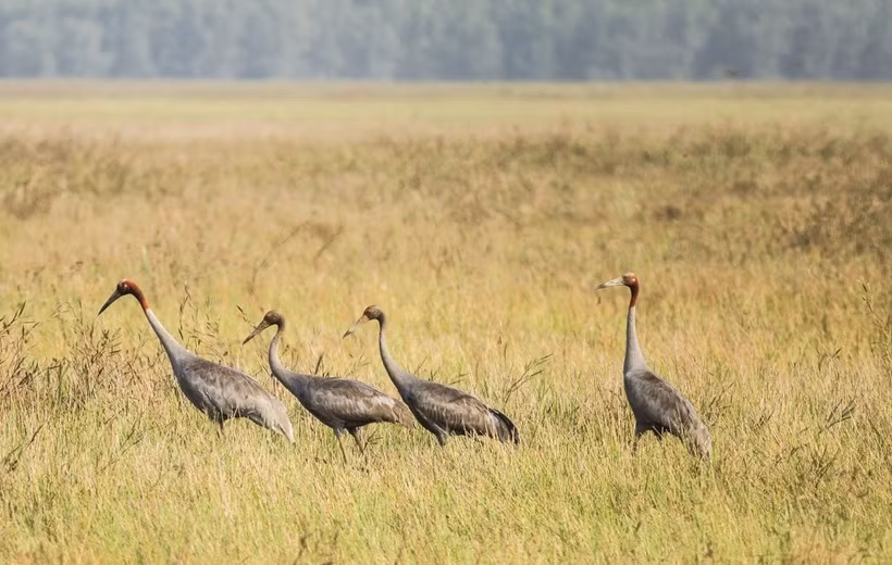 Le retour des grues à tête rouge au parc national Tram Chim à Dong Thap ảnh 1