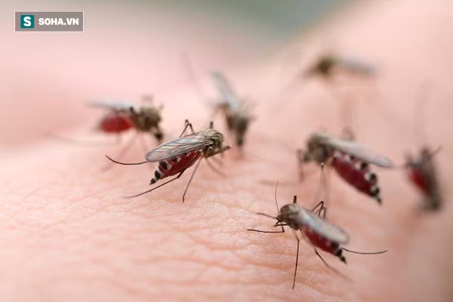 Hanoï : le nombre de cas de dengue en baisse ảnh 1