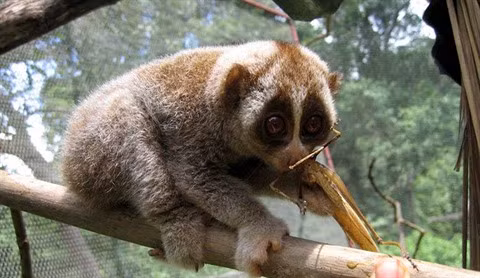 Conservation des loris dans la réserve naturelle de Xuân Liên ảnh 1