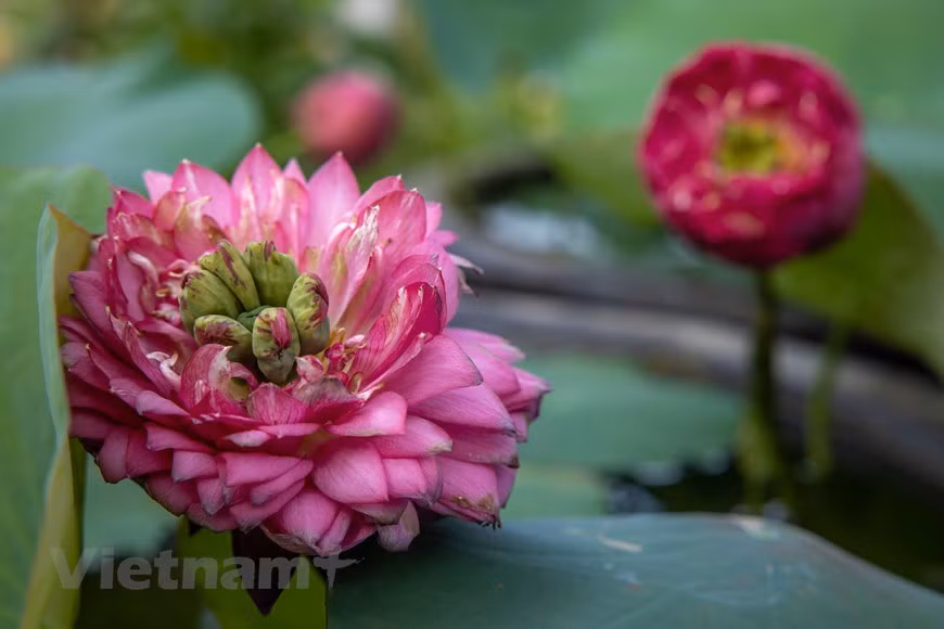 Poésie des lotus en banlieue de Hanoi ảnh 15
