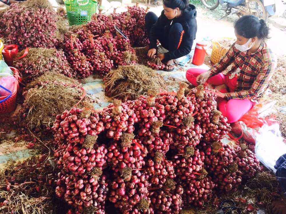 Valoriser l’oignon rouge vietnamien pour améliorer ses exportations ảnh 1 Valoriser l’oignon rouge vietnamien pour améliorer ses exportations ảnh 1