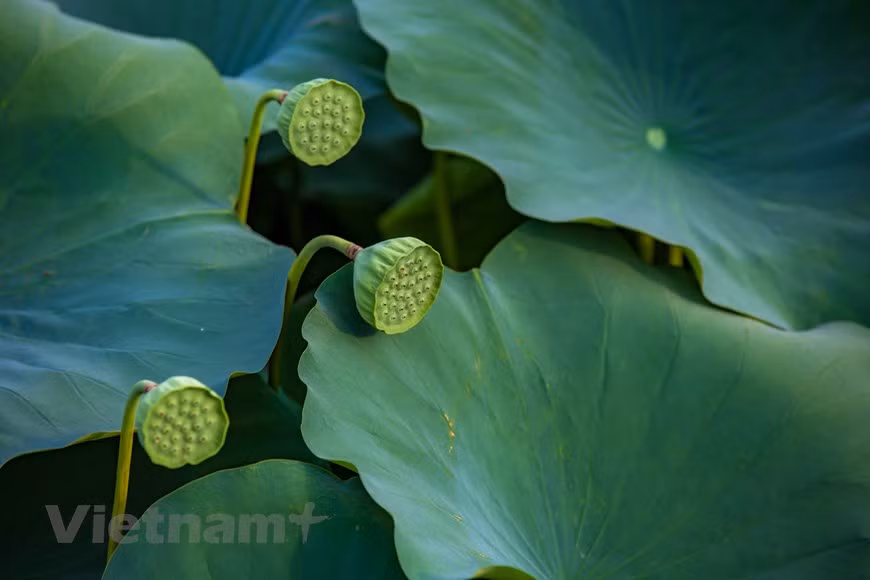 Poésie des lotus en banlieue de Hanoi ảnh 9