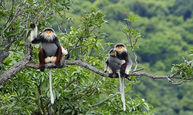 Au Vietnam, la lutte s’intensifie contre la criminalité liée à la faune sauvage ảnh 1