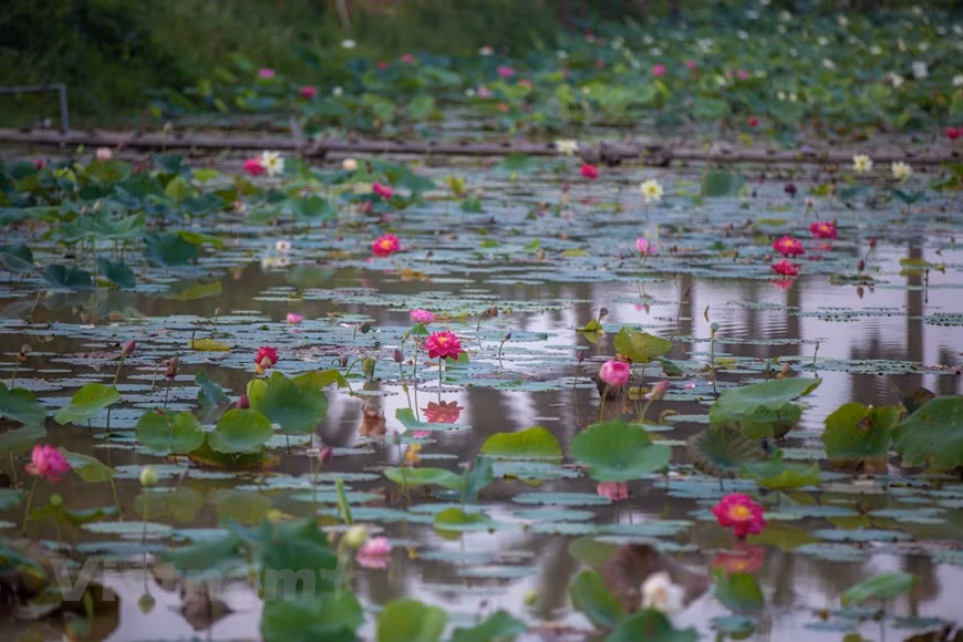 Poésie des lotus en banlieue de Hanoi ảnh 8