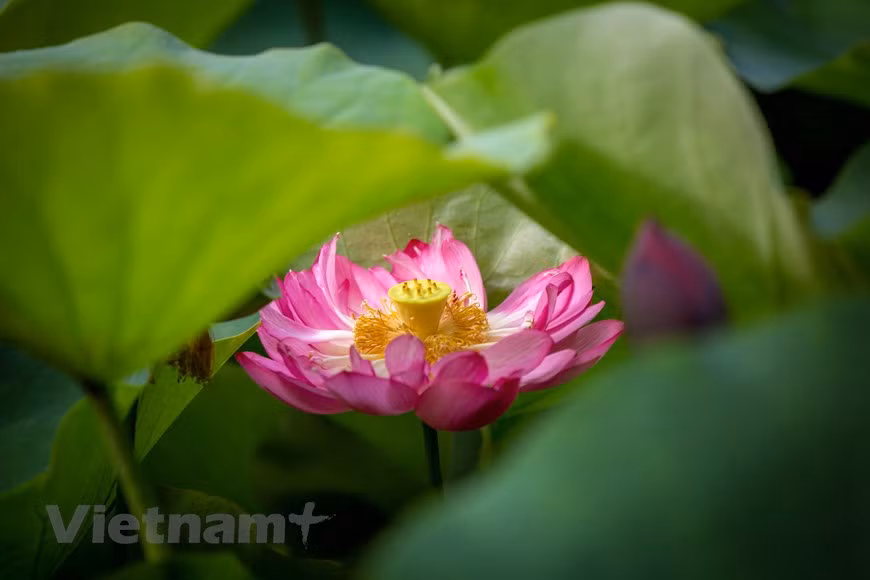 Poésie des lotus en banlieue de Hanoi ảnh 10