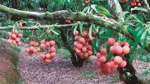Trân Van Hành, le "sorcier des litchis" ảnh 2