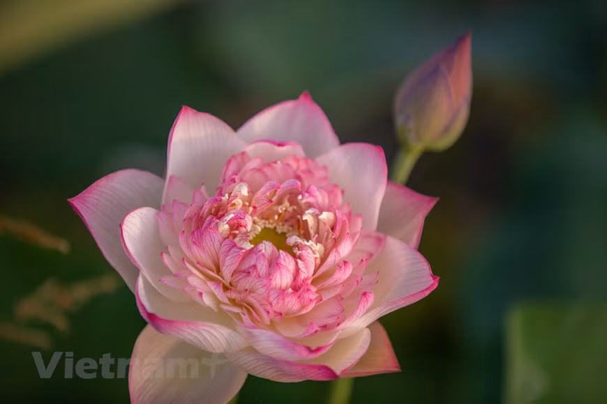 Poésie des lotus en banlieue de Hanoi ảnh 14