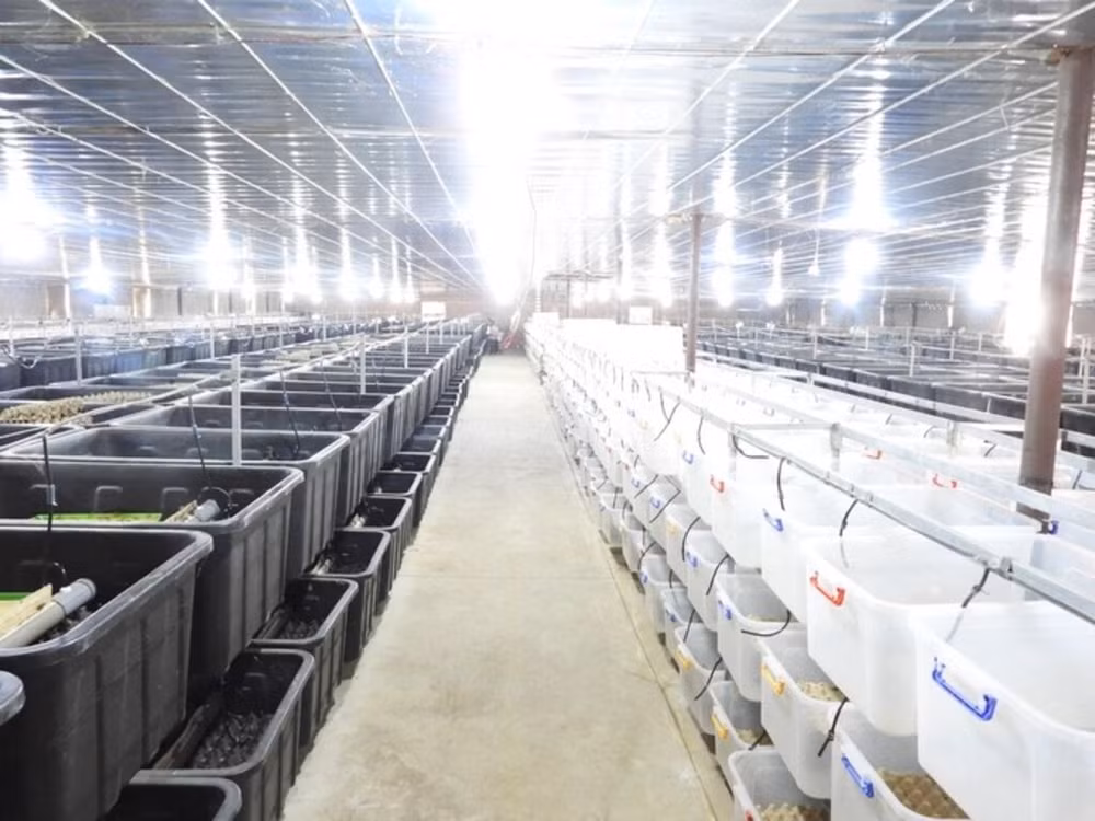 Les insectes comestibles prennent goût à l’export ảnh 1