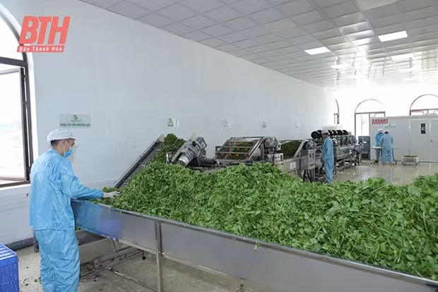 Thanh Hoa renforce l’application de la science et de la technologie dans la production agricole ảnh 2