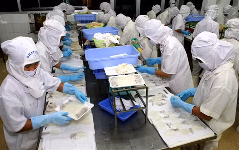 Les exportations vietnamiennes de calmars et de poulpes frétillent doucement ảnh 1 Les exportations vietnamiennes de calmars et de poulpes frétillent doucement ảnh 1