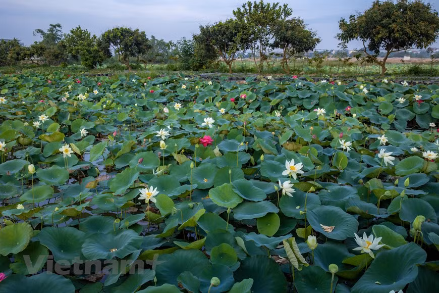 Poésie des lotus en banlieue de Hanoi ảnh 1