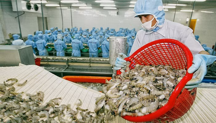 Renforcement des exportations de crevettes vers le Canada ảnh 1