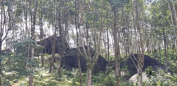 Aide allemande pour la conservation de la biodiversité forestière à Thua Thien-Huê ảnh 1
