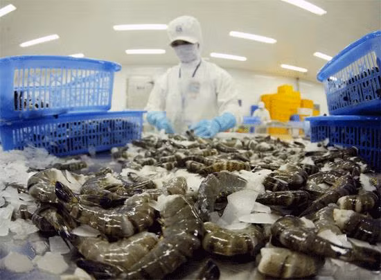 Signe positif des exportations de crevettes vers la Chine ảnh 1