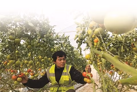 Travailler en ferme en Australie : une expérience unique ! ảnh 1 Travailler en ferme en Australie : une expérience unique ! ảnh 1
