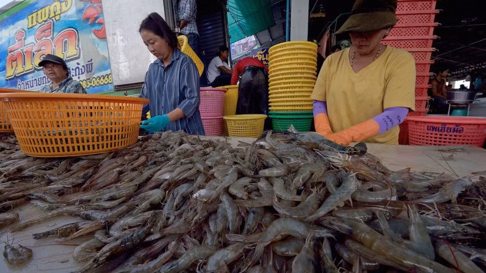 Thaïlande : les exportations de crevettes pourraient progresser de 20% l’an prochain ảnh 1