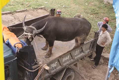 La traque aux buffles ensauvagés à Quang Tri ảnh 2