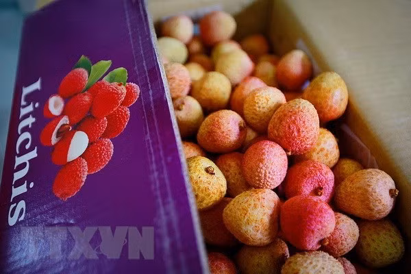 Cent tonnes de litchis devraient bientôt être exportées vers l'Australie ảnh 1