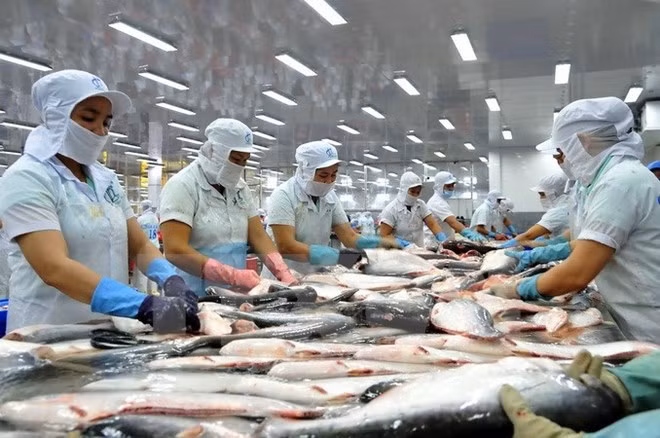 Les exportations vietnamiennes de poissons tra vers le Brésil multipliées par plus de 1,5 ảnh 1 Les exportations vietnamiennes de poissons tra vers le Brésil multipliées par plus de 1,5 ảnh 1