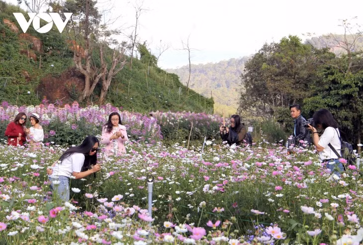 L’agrotourisme à Lâm Dông ảnh 1