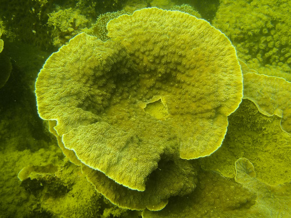 Protéger les écosystèmes des récifs coralliens dans la baie d'Ha Long ảnh 2