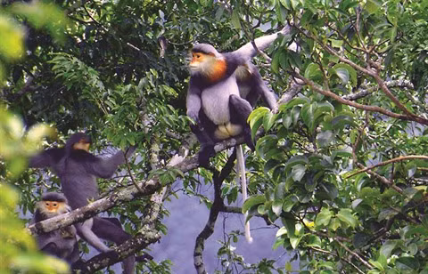 Gia Lai : Des "nounous" au Parc national de Kon Ka Kinh ảnh 1