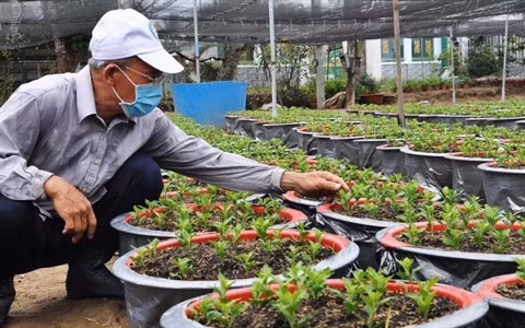 Floriculture : l'ambiance morose dans les villages du delta du Mékong ảnh 1