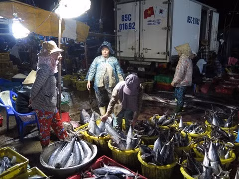 Hausse des exportations nationales de thon vers l’UE ảnh 1