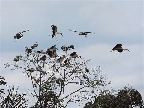 Il consacre sa vie aux oiseaux sauvages ảnh 1