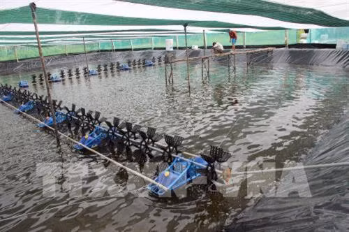 Ca Mau : pour une aquaculture respectueuse de l'environnement ảnh 1