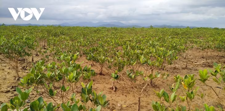 La mangrove de Dông Rui ảnh 1 La mangrove de Dông Rui ảnh 1