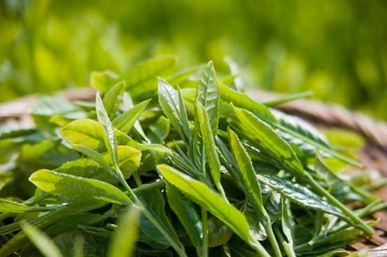 Le thé: L’or vert de Tuyên Quang ảnh 1