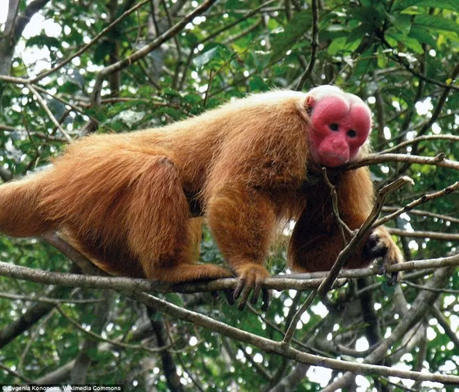 Quang Binh reçoit un macaque à face rouge ảnh 1