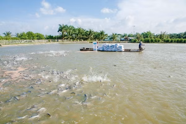 9 milliards de dollars d’exportations de produits aquatiques ảnh 1 9 milliards de dollars d’exportations de produits aquatiques ảnh 1